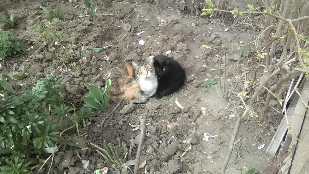 Фотография автора Анатолий Дячина