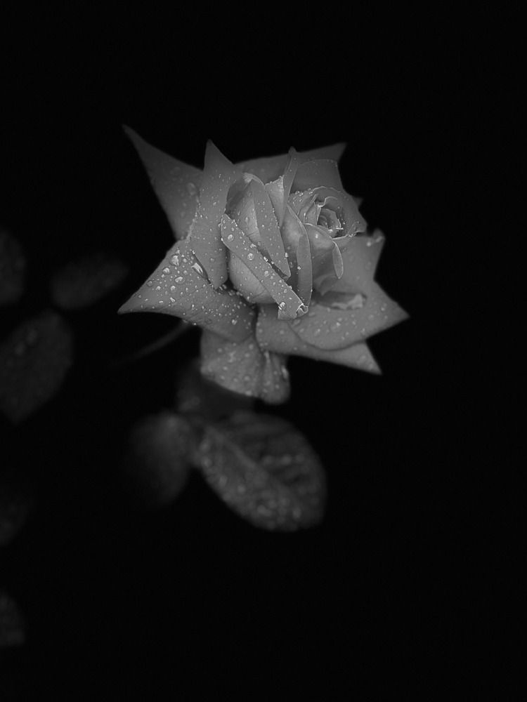 Photograph by Елена Ваняшева