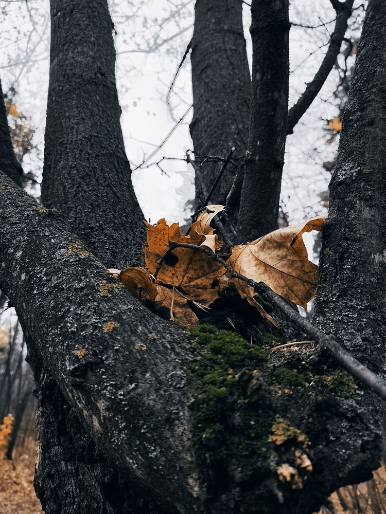 Фотография автора Юрий Звонарев