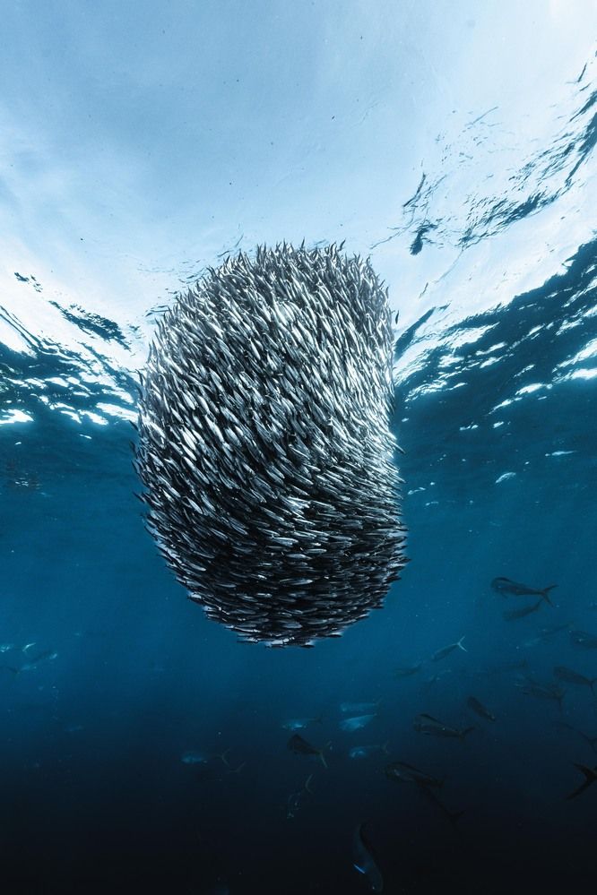 Sardine Ball