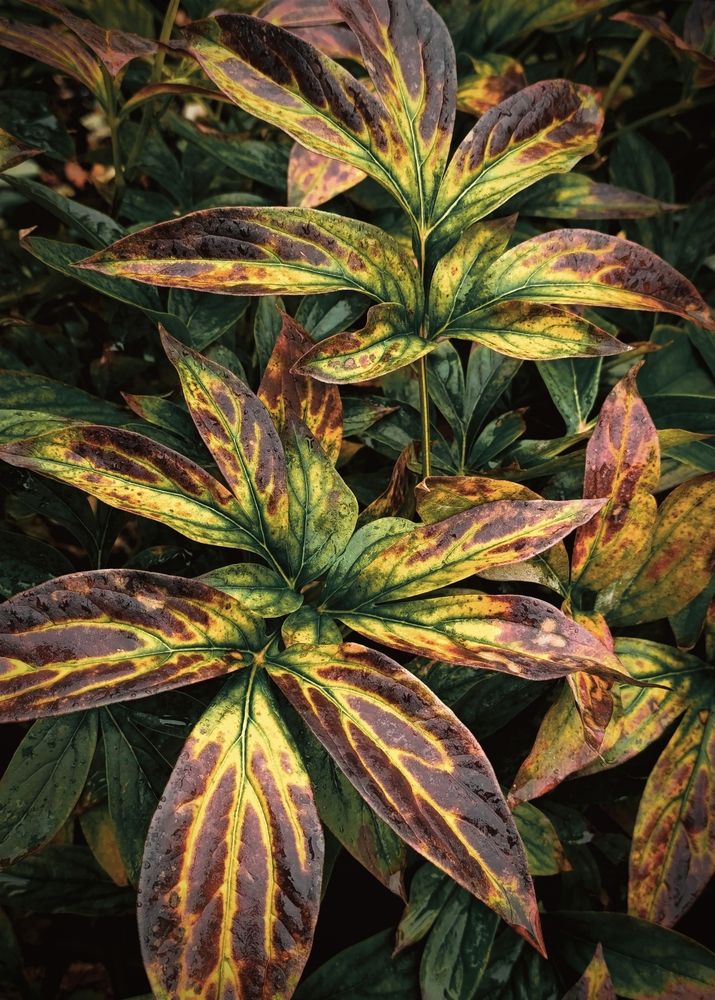 Photograph by Людмила Прибылова