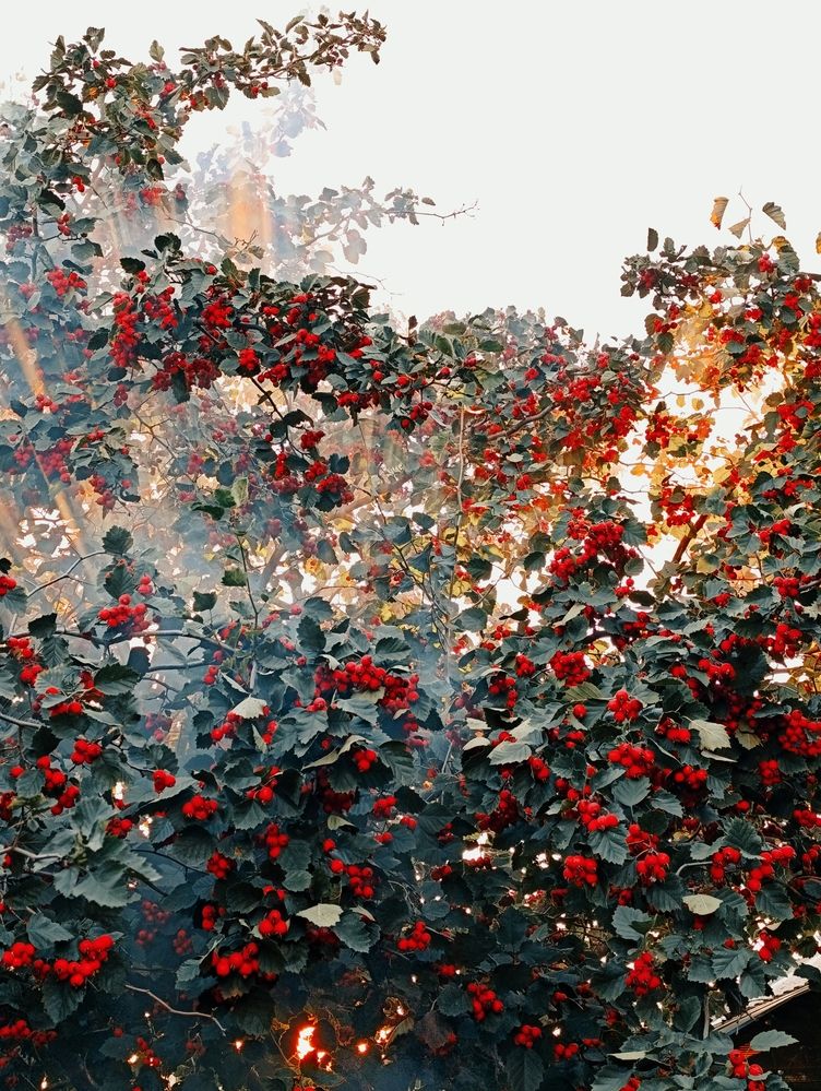 Photograph by Людмила Прибылова