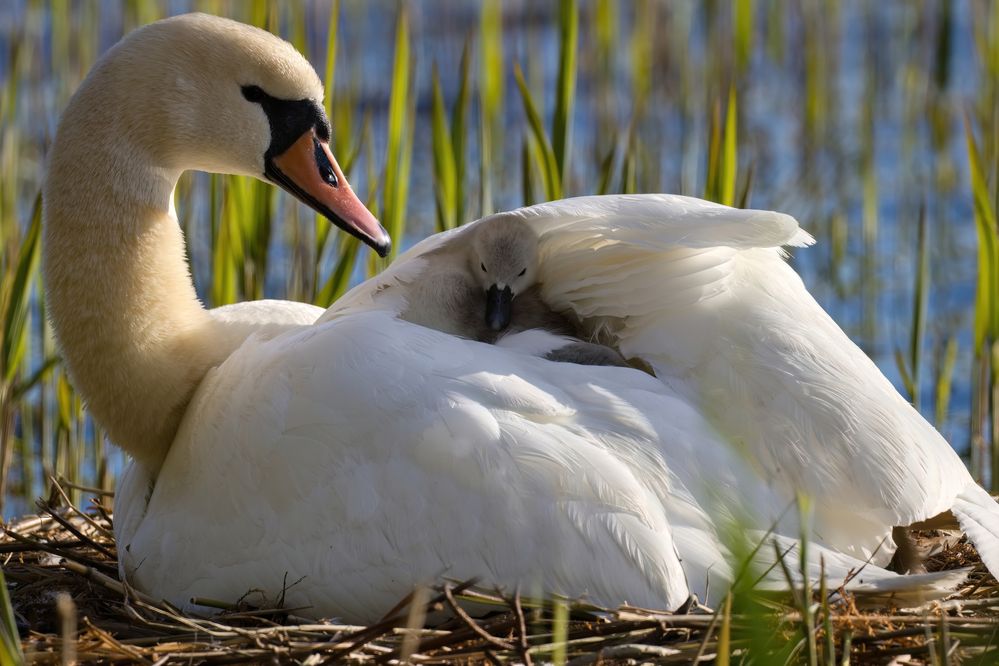 Photograph by Natalia Waurio