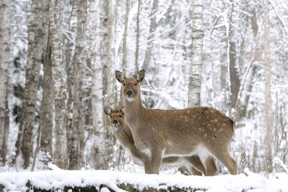 Фотография автора Михаил Ездаков