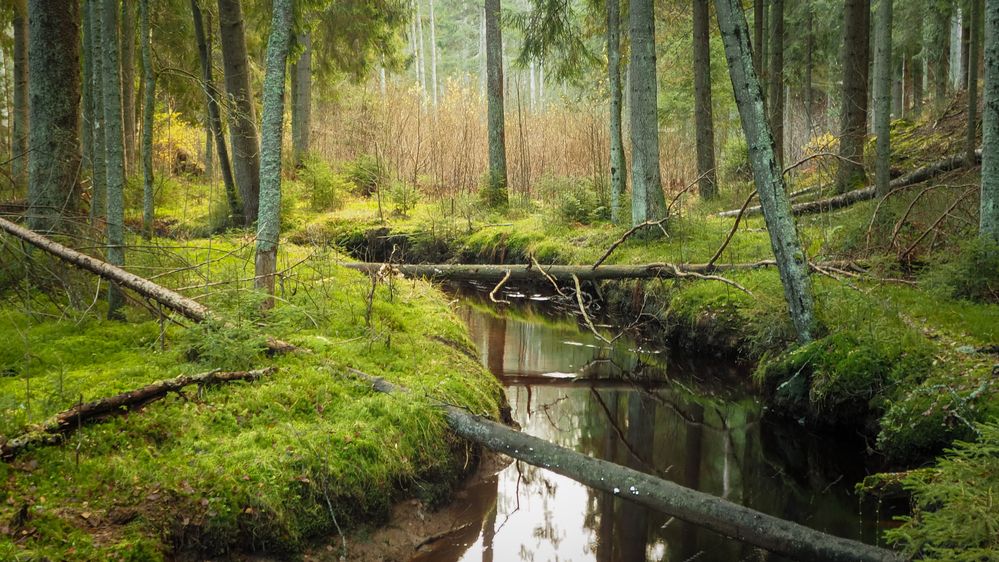 Фотография автора Boris Yakovlev