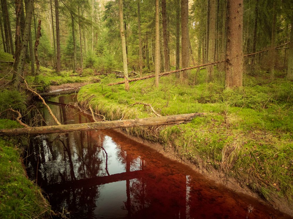 Фотография автора Boris Yakovlev