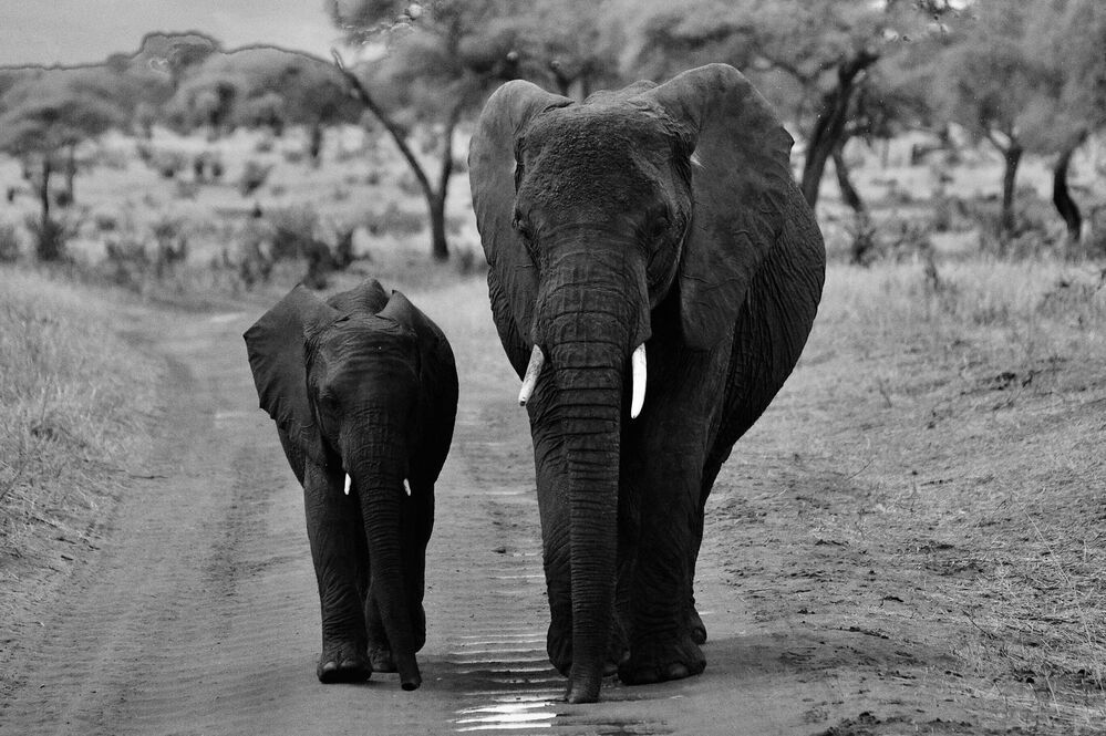 Photograph by Dipanjan Ray