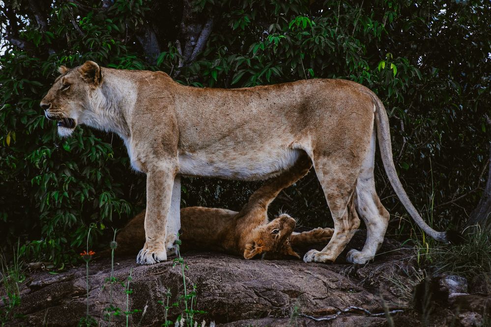 Photograph by Dipanjan Ray