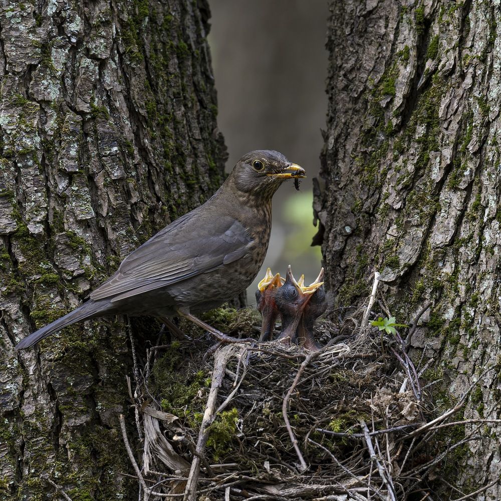 Photograph by Ruslan Pl