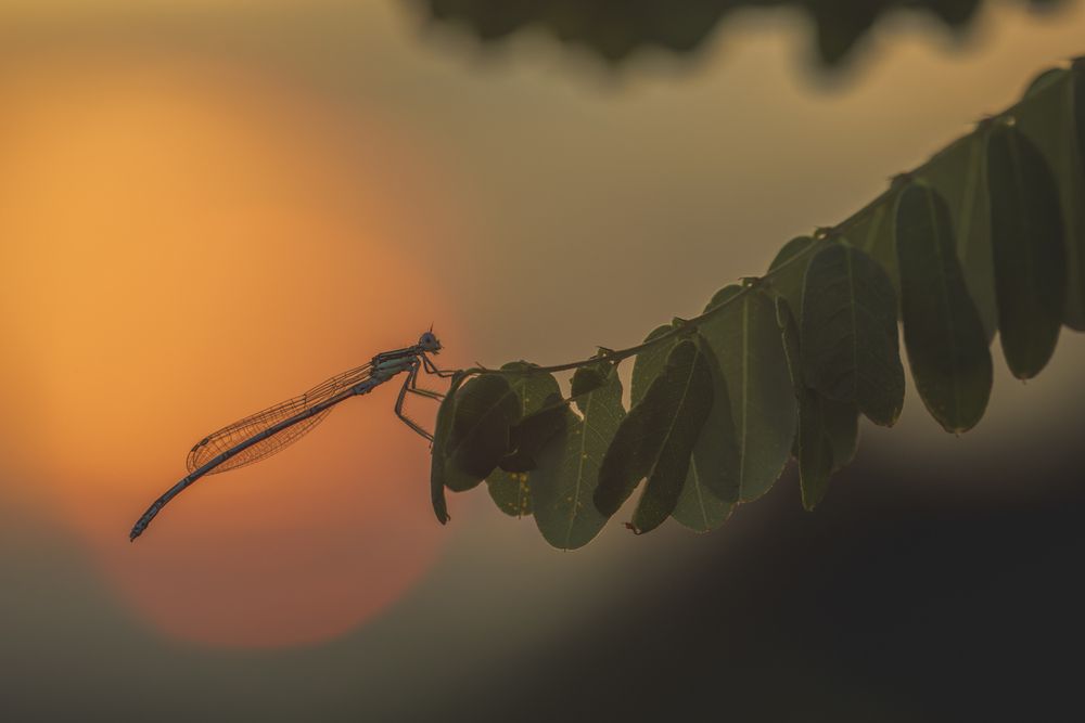Photograph by Luca Menotti