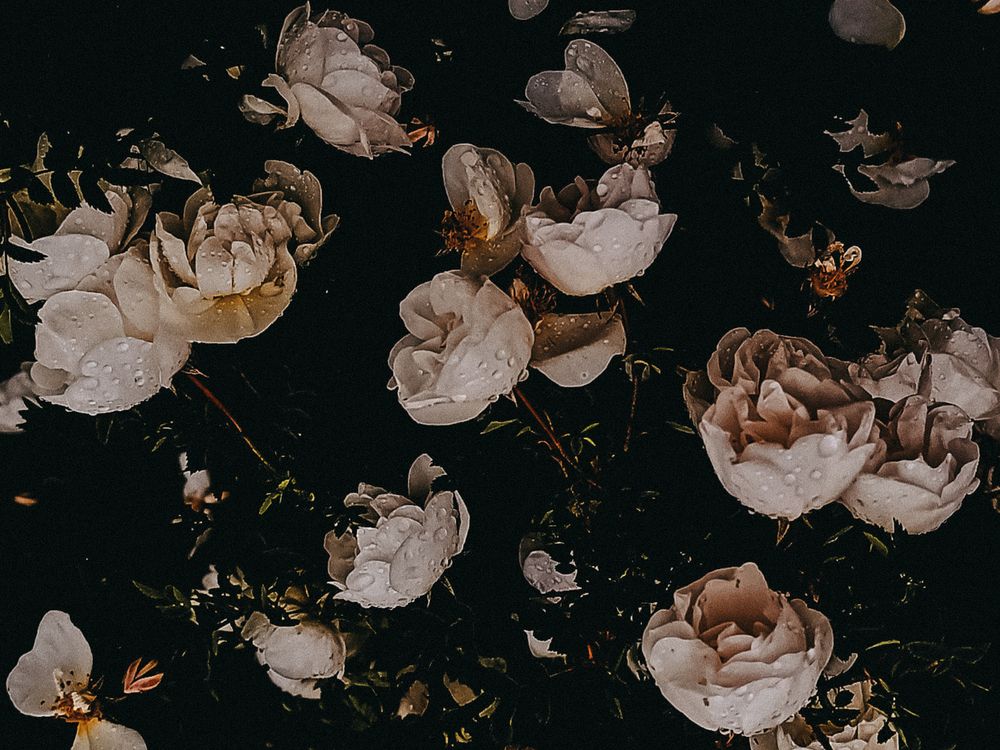 Мелодия цветов