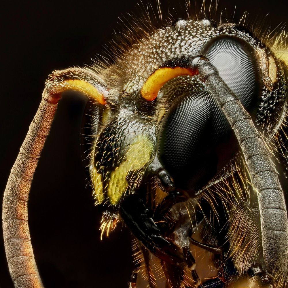 Potter wasp