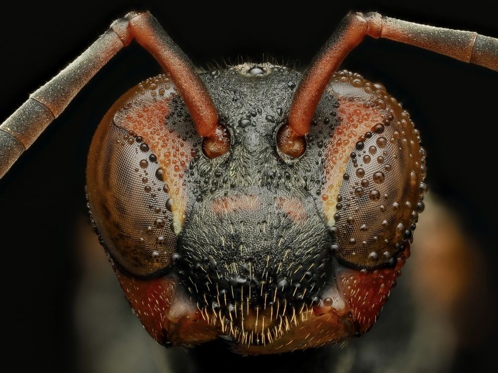 Northern paper wasp