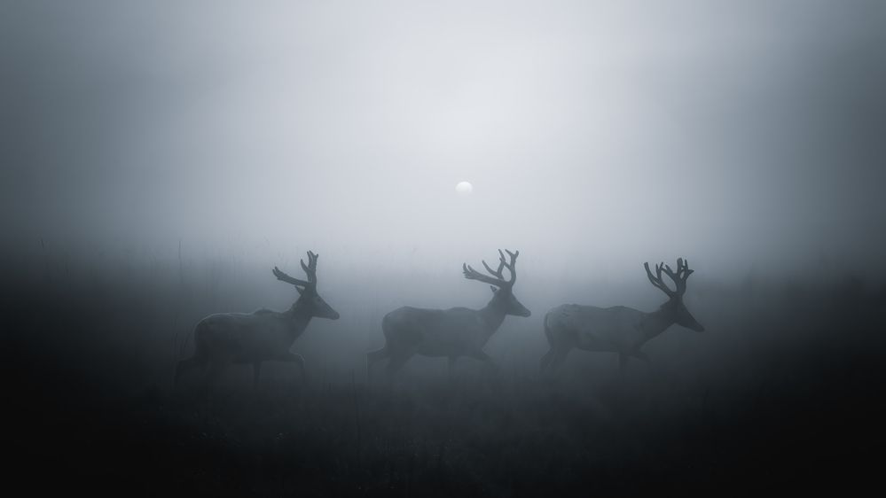 Photograph by zhaoyu