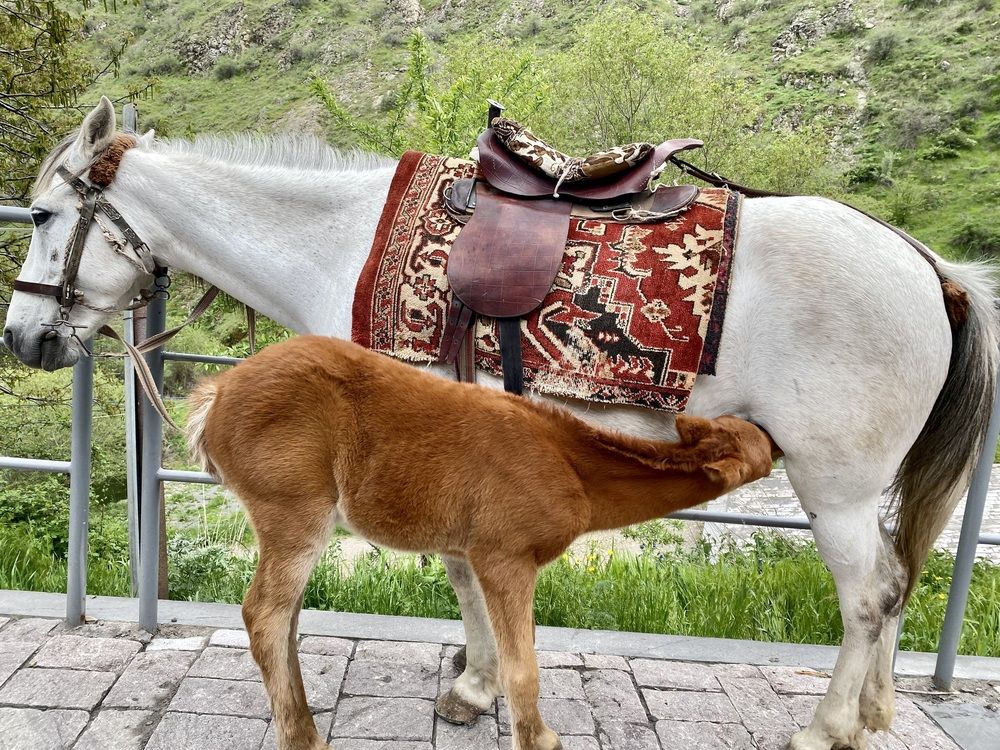 Photograph by Nune Pashayan