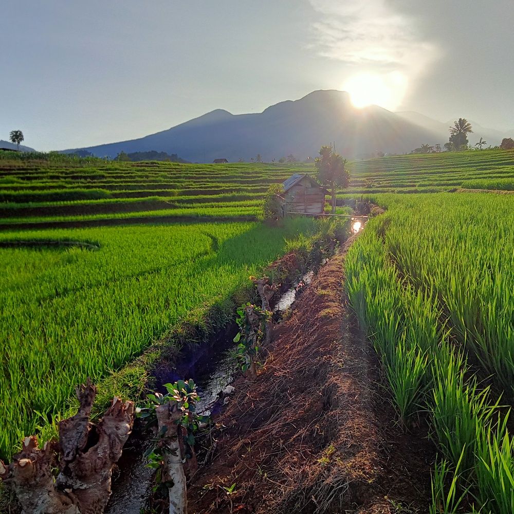 landscape photo of rice fields in a bright and cool morning at the foot of the mountain