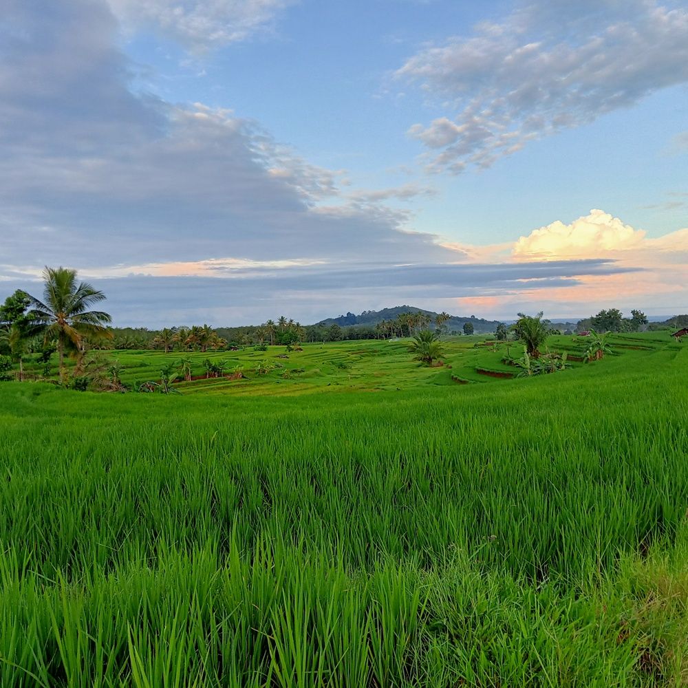 Photo of a wide expanse of green rice fields with systematic irrigation