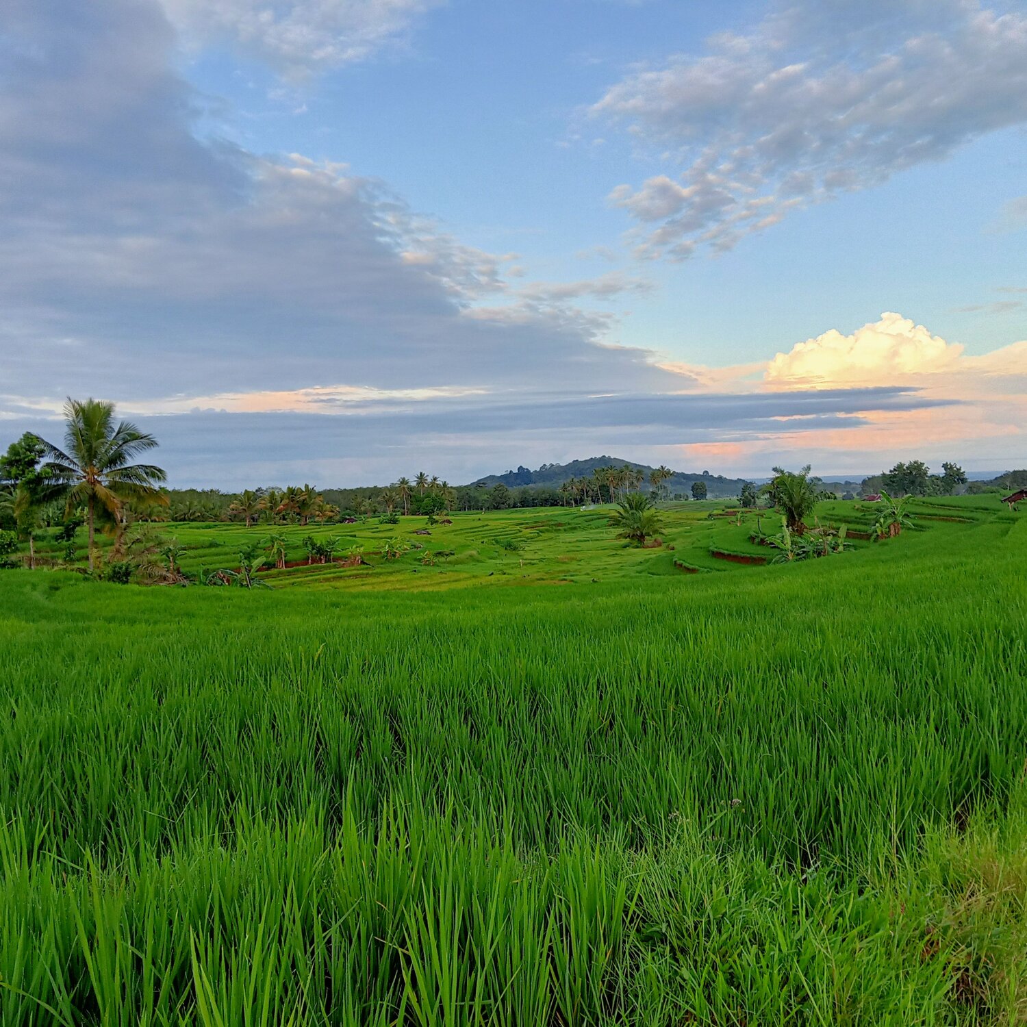 Photo of a wide expanse of green rice fields with systematic irrigation