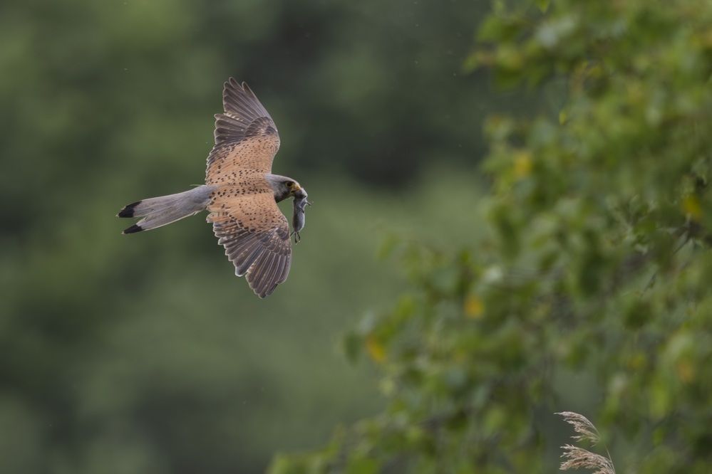 Photograph by Дмитрий Крошка