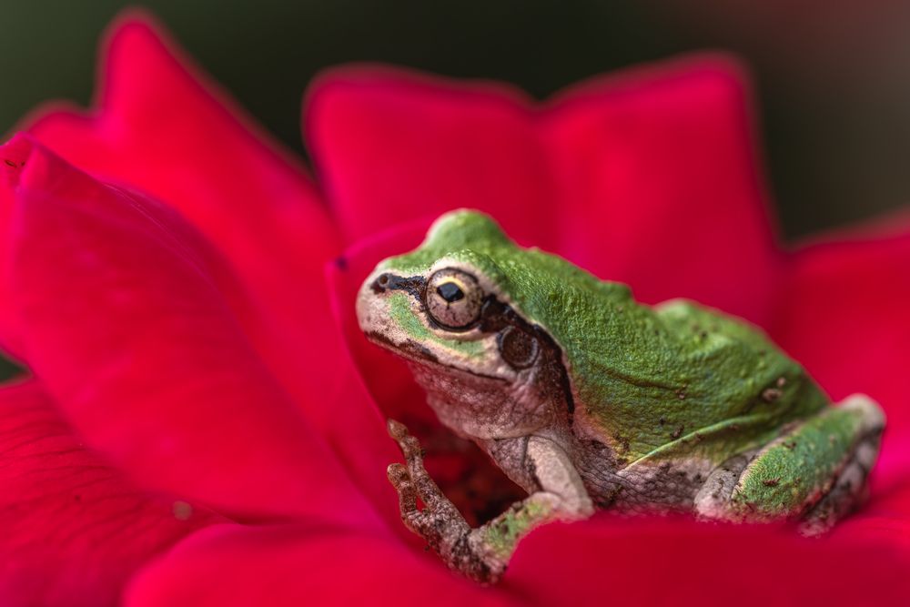 Photograph by Suzuki Ryuta