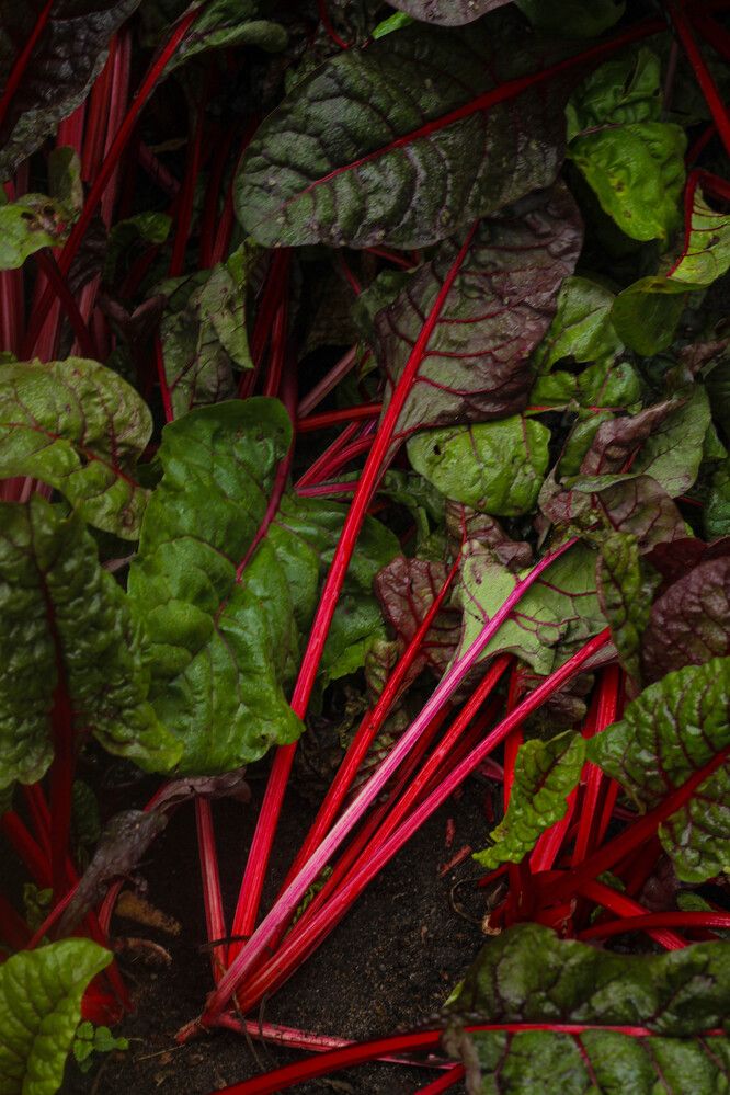 Photograph by Наталия Козлова