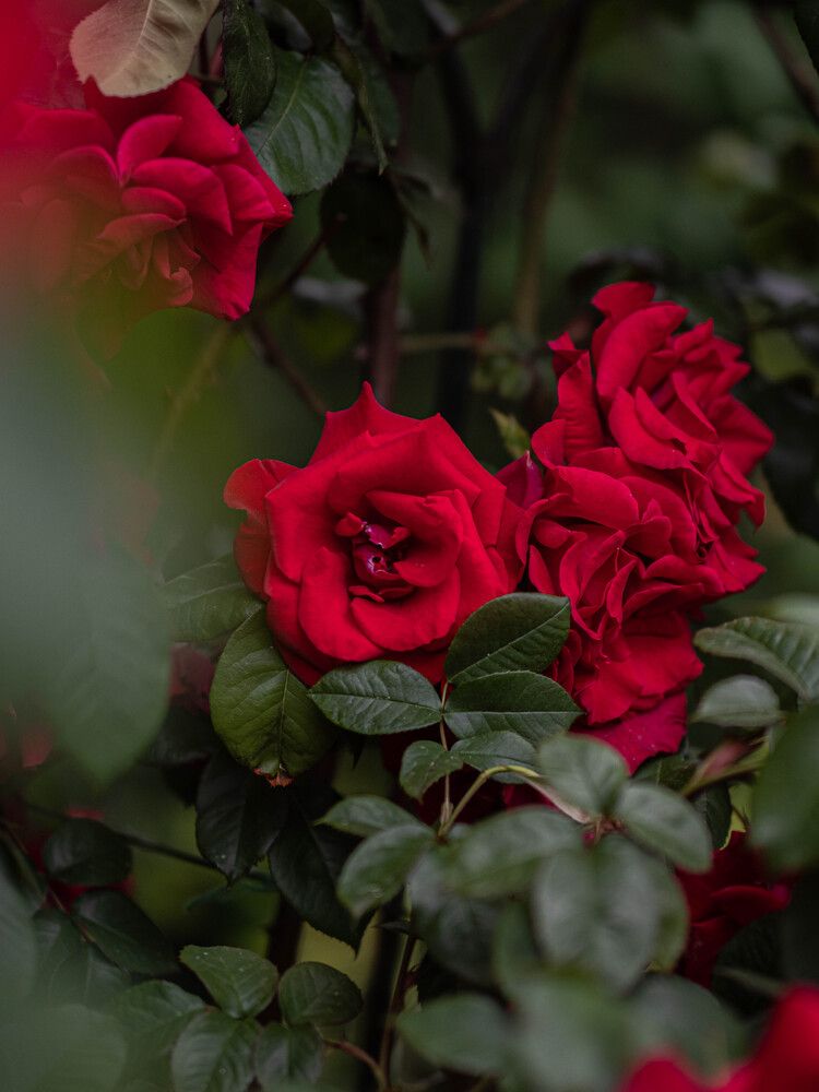 Фотография автора Доляна Горохова