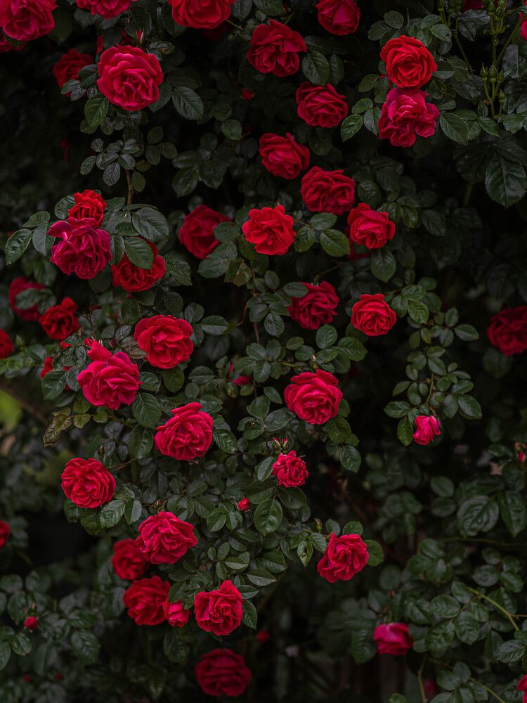 Фотография автора Доляна Горохова