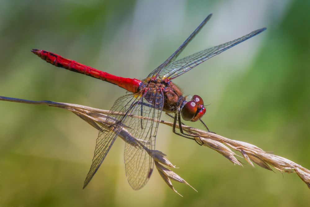 Photograph by Алексеев Сергей