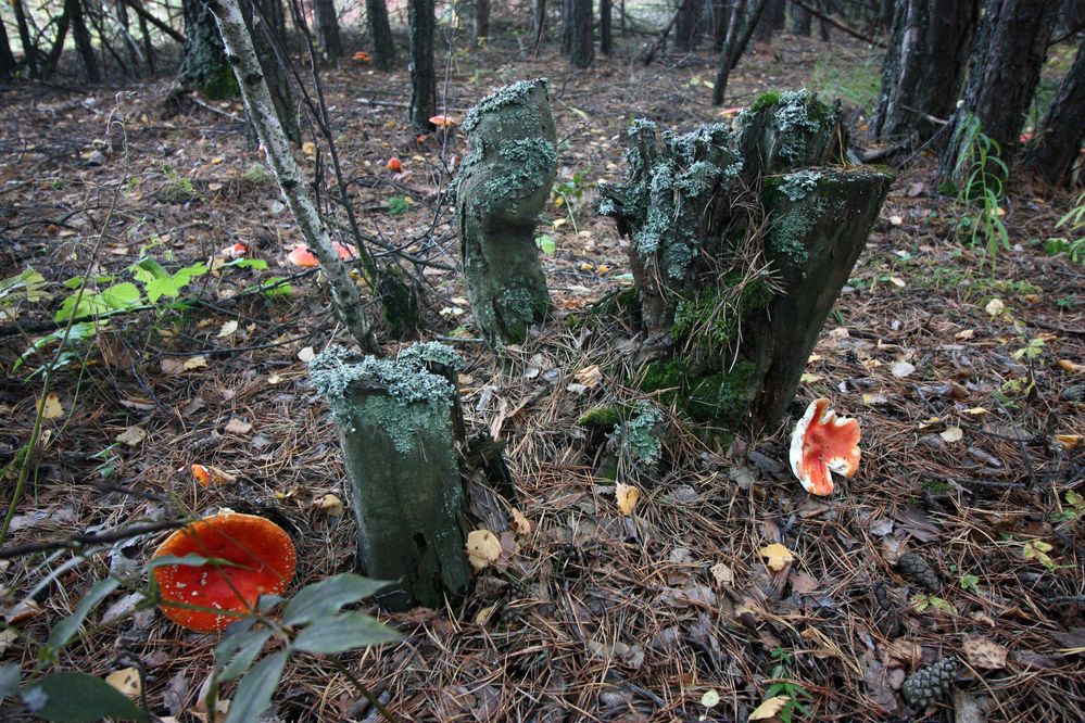 Photograph by Алексей Банных