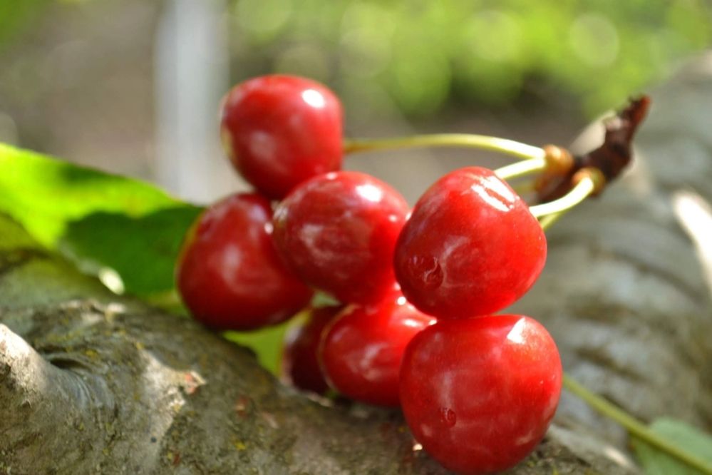 Фотография автора Елена Дубовикова