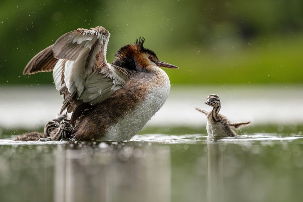 На зарядку становись!
