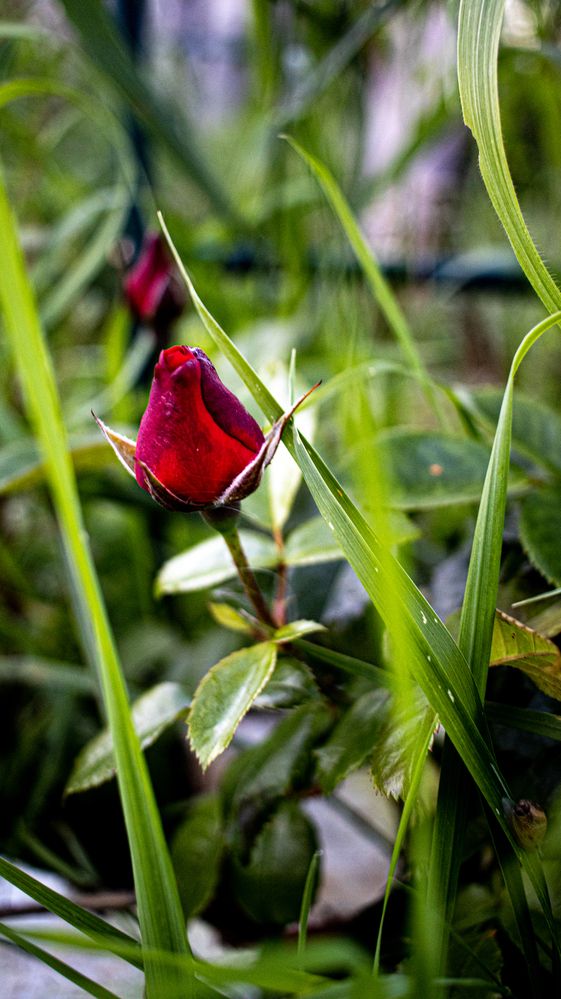 Photograph by Лола Бусыгина