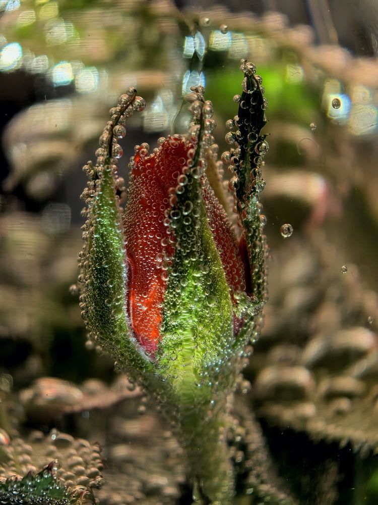 Фотография автора Анна Ворончихина