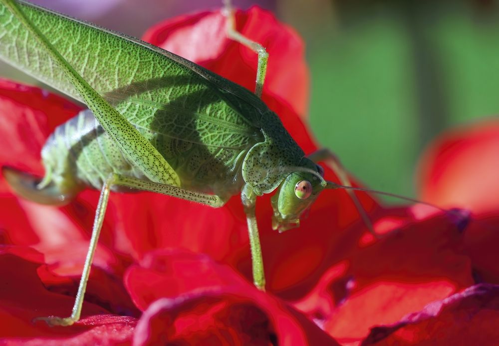 Photograph by Svetlana Rizzo