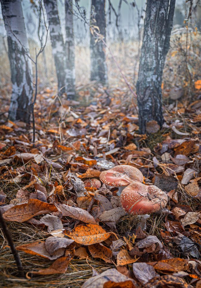 Photograph by Зеленько Дмитрий