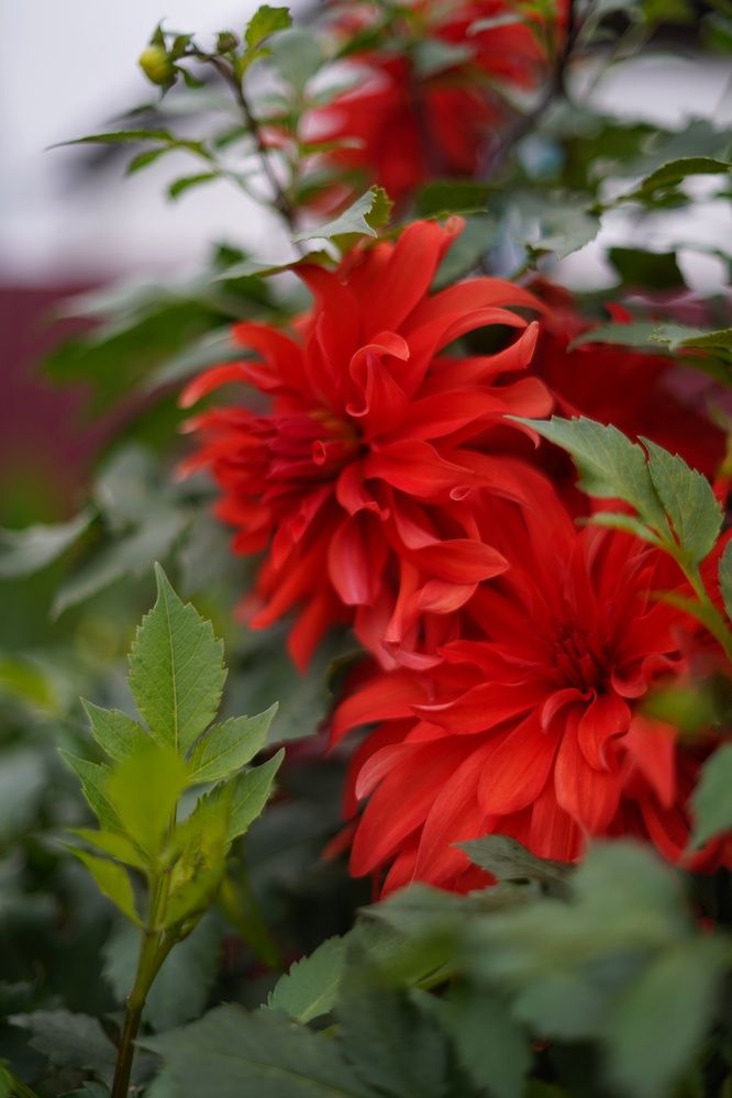 Photograph by Анастасия Позинич