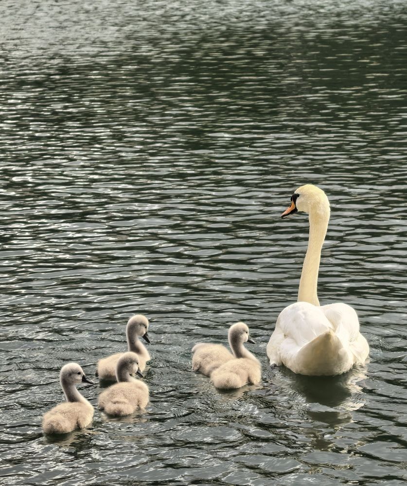 Фотография автора Елена