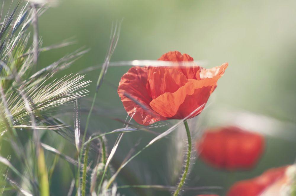 Photograph by Svetlana Rizzo