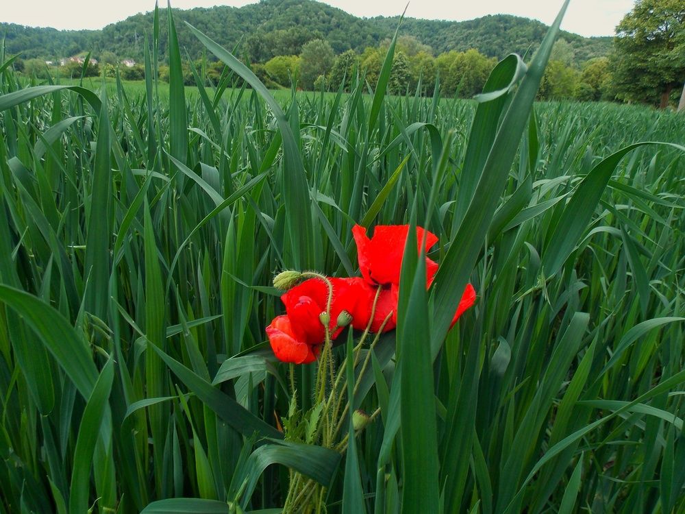 Photograph by Dragoslav Macanović