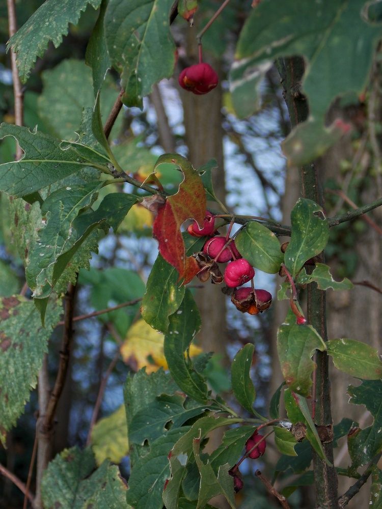 Photograph by Dragoslav Macanović