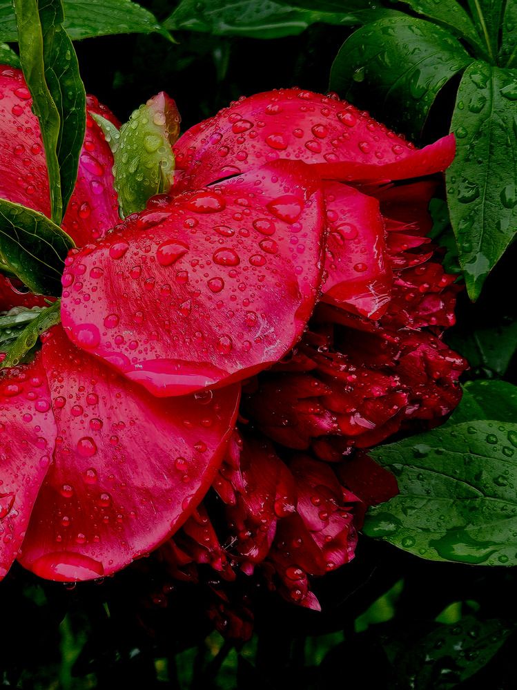 Во всей красе.Пион.