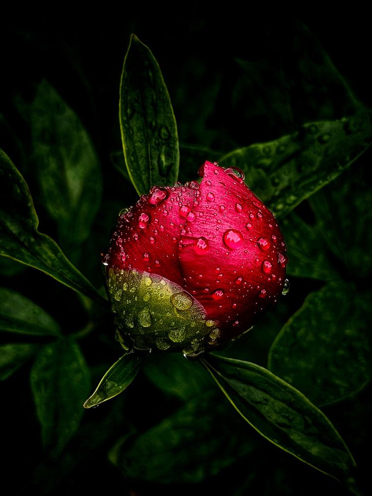 Рождение цветка.Пион.