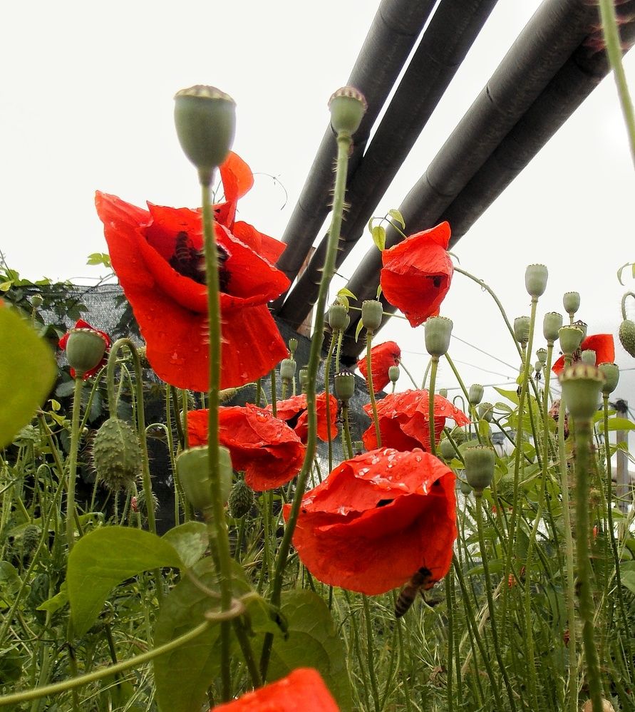 Photograph by Dragoslav Macanović