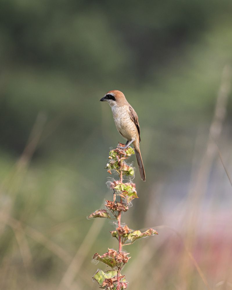 Photograph by RUPAM DAS
