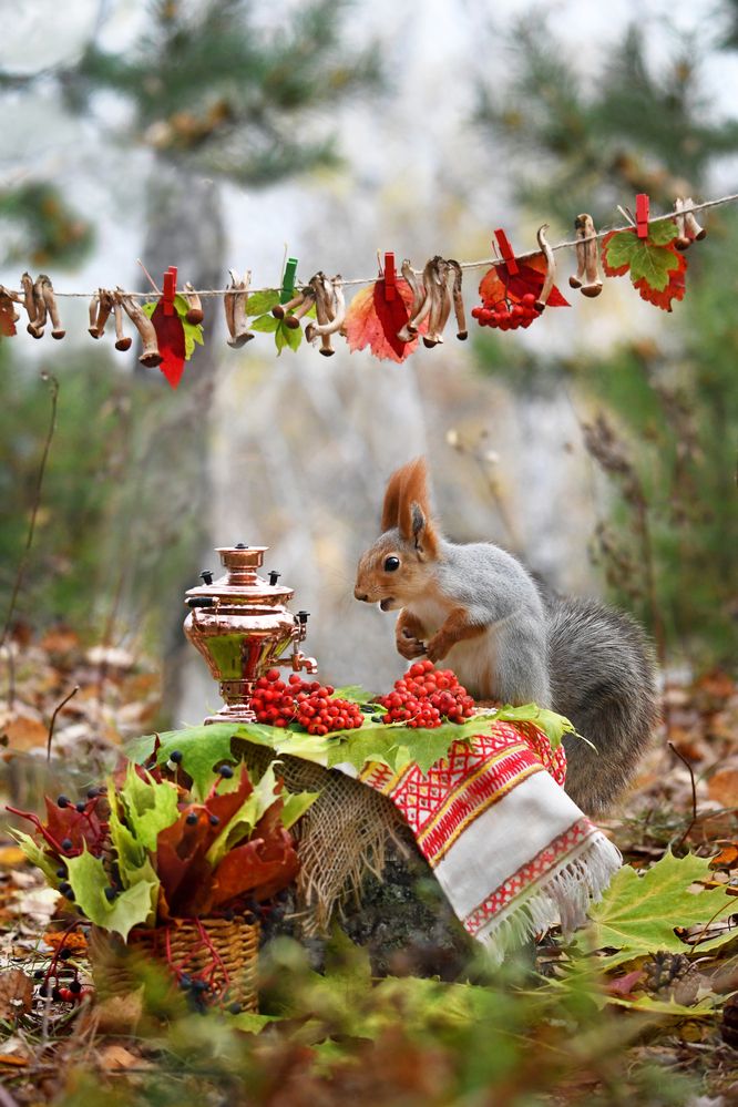 Медный самовар и любопытная белка