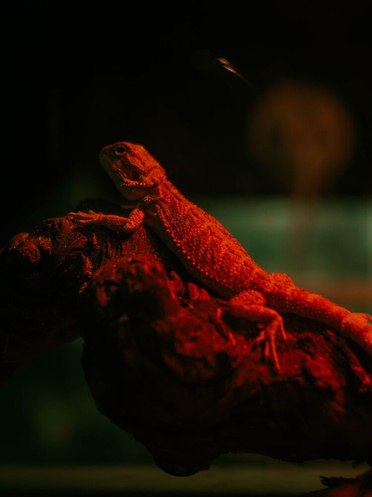 Photograph by Олег Гриценко