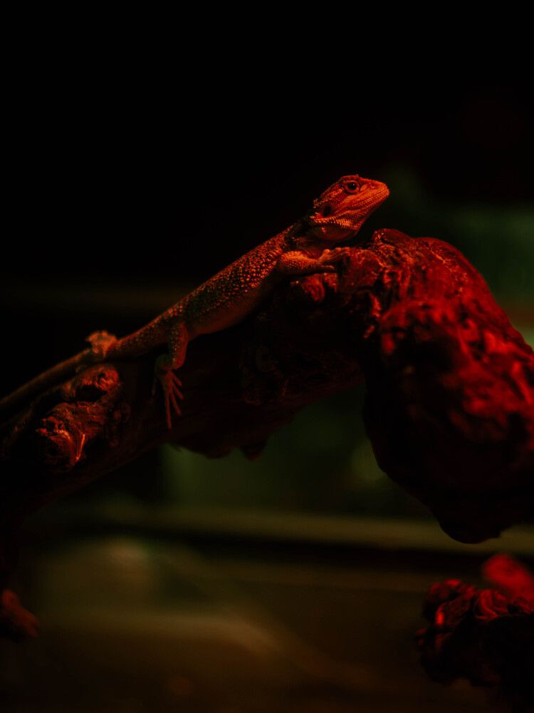 Photograph by Олег Гриценко