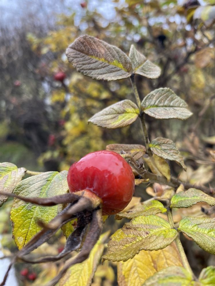 Photograph by Олеся Чистова