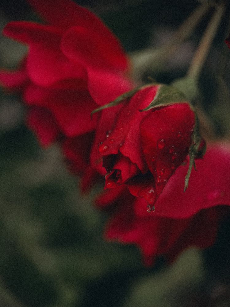 Photograph by Виктория Казакова