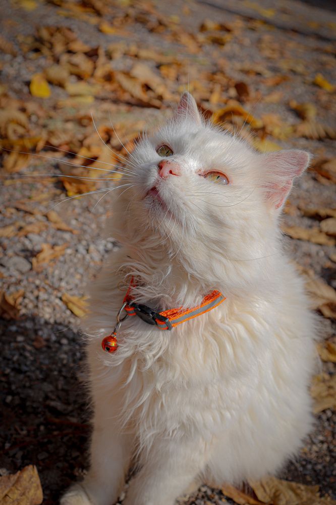 Photograph by Виктория Хинтоларска